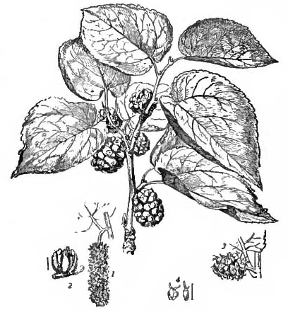 Blackberry Illustration | Stylo Aunty A botanical illustration shows a blackberry plant with leaves and fruit, relating to understanding silk types for desi.
