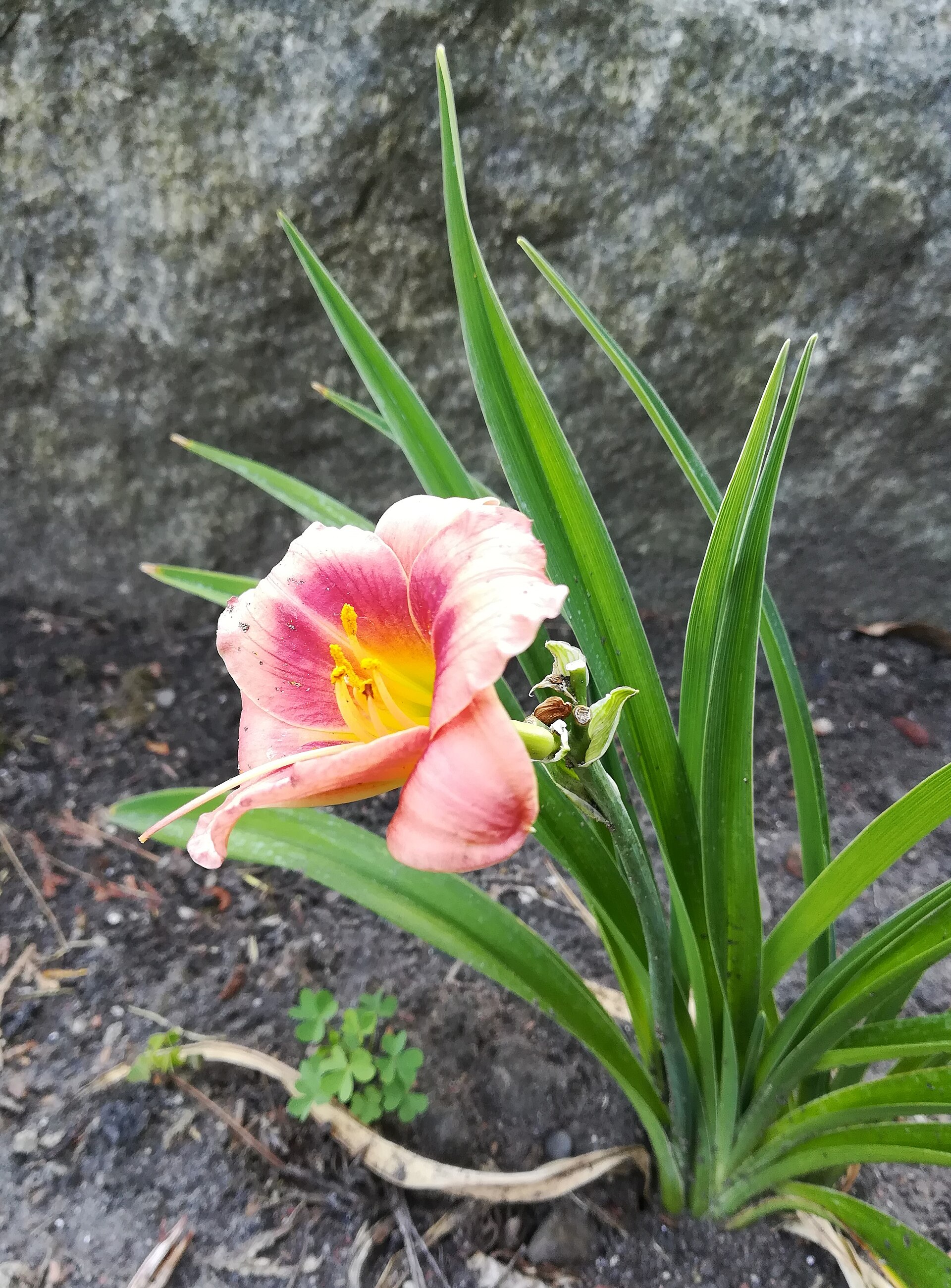 Daylily | Stylo Aunty A peach and yellow daylily blooms in a garden setting, reflecting the beauty of natural desi colours.