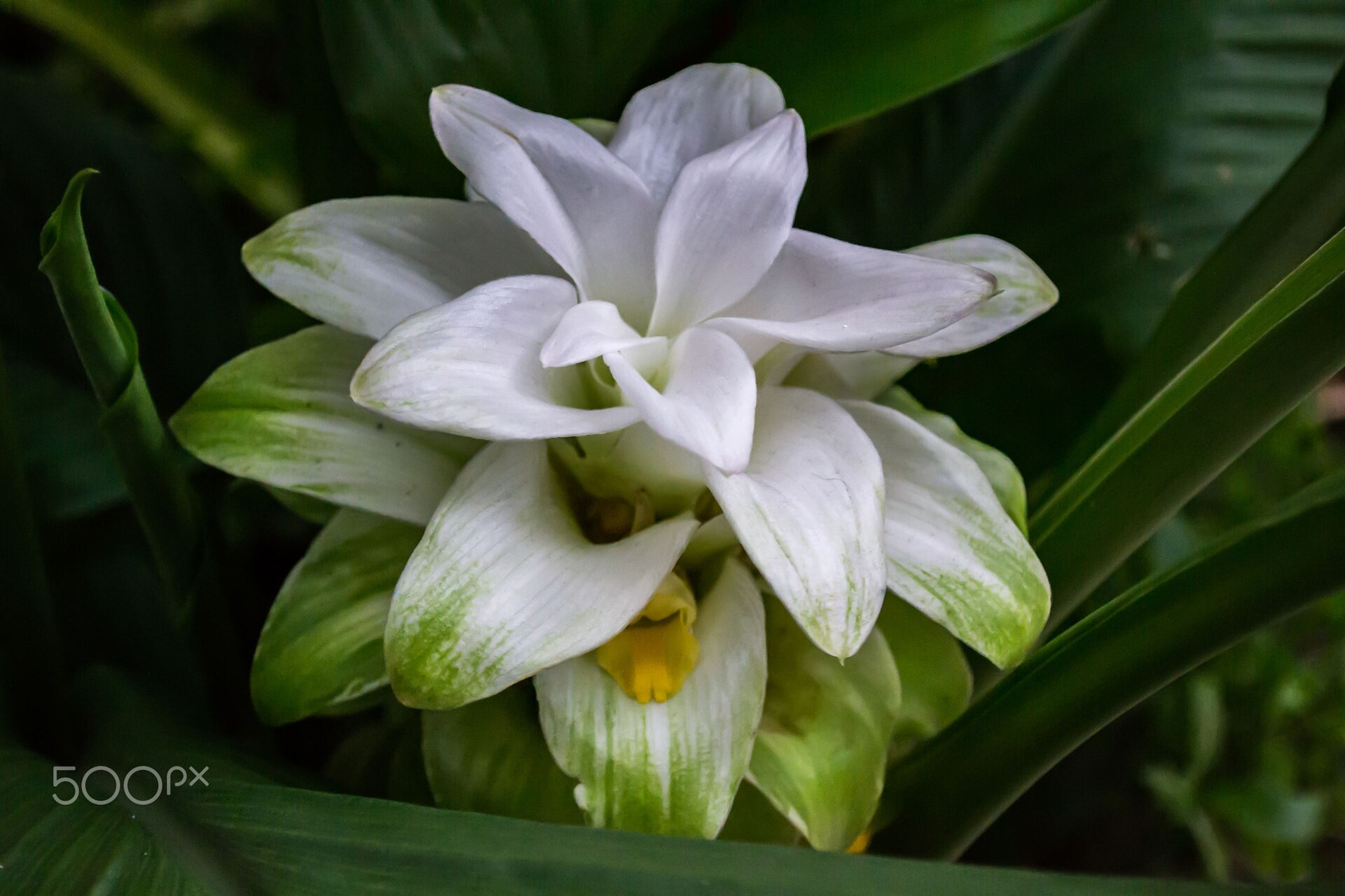 Hidden Ginger Flower | Stylo Aunty A white and green hidden ginger flower blooms amidst lush foliage, showcasing the beauty of natural elements.
